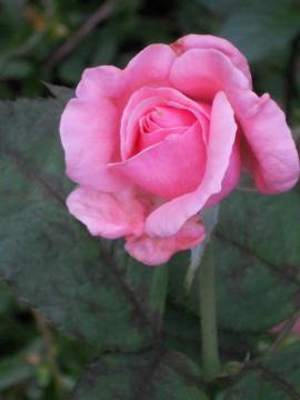 �������߂��ā@�G���U�x�X