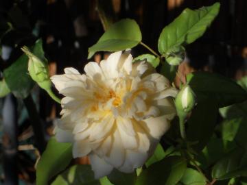 �������������@�X�e���O���C