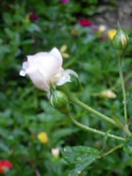 �J�̒��̃w���e�[�W