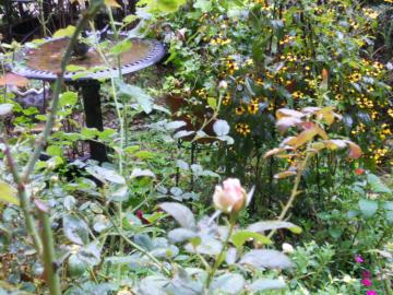 �������߂��ĉJ