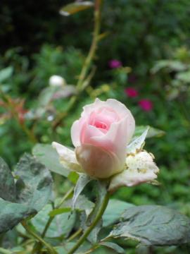 �����̒��̃w���e�[�W