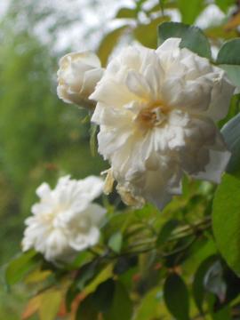 �����̒��̃X�e���O���C