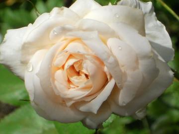 ���n���V���g���E�X