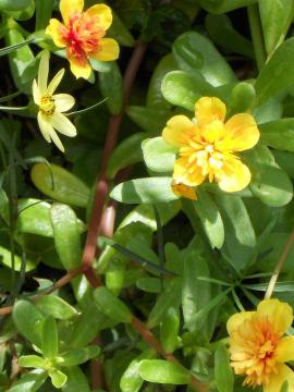 ���d�炫�|�[���`���J