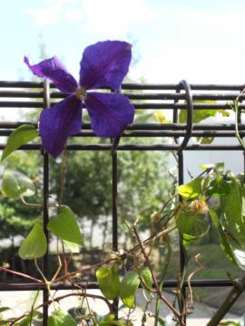 �N���}�`�X�F�W���b�N�}�j�[