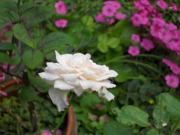 ���n���V���g���E�X