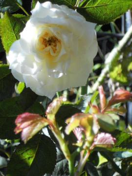 �`���C�R�t�X�L�[