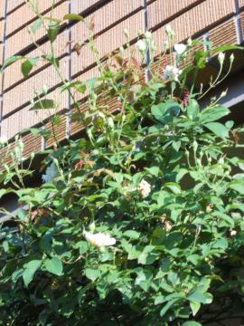 �X�e���O���C