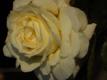 �`���C�R�t�X�L�[