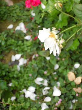 �U��䂭�w���e�[�W