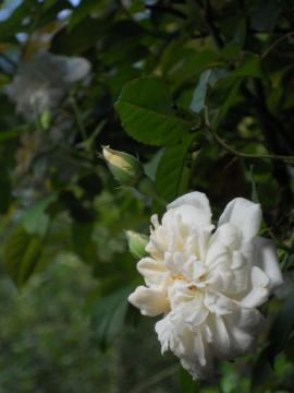 �A���X�^�[�X�e���O���C