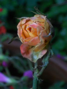 �t���[�g�̂ڂ�