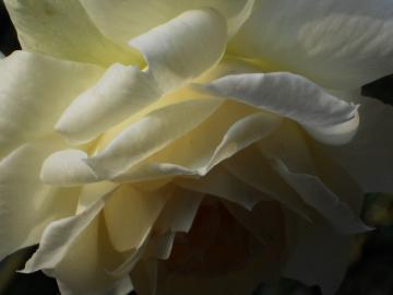 �`���C�R�t�X�L�[