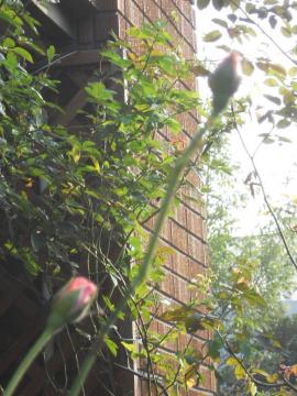 �G���U�x�X�̂ڂ�