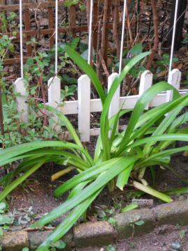 �A�K�p���T�X