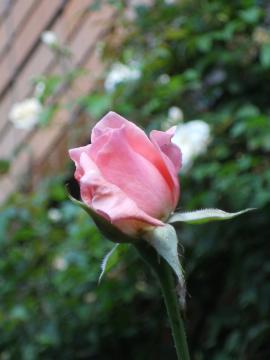 �r�N�g���A