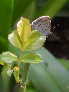 ��o���L���O�̗t