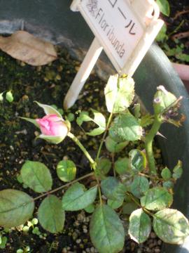 �}���؂̓�R�[���̂ڂ�