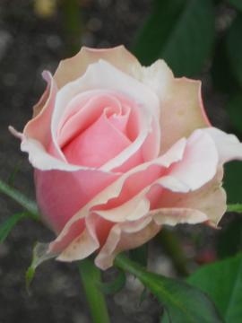 �I�[�h���[�w�b�v�o�[��