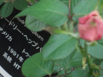 �w�b�v�o�[��