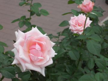 �w�b�v�o�[��