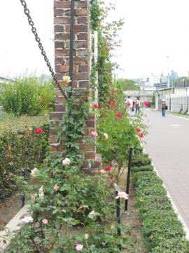 �K�N���̂�o��