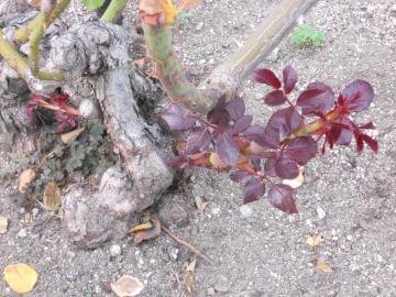 ��s�[�X�̑���