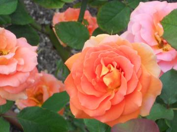 �u���X�o���h