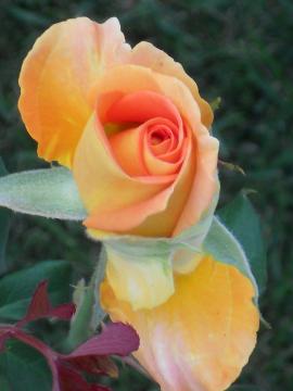 �u���X�o���h