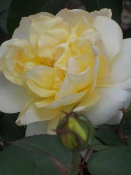 �J�X�N�h�[��