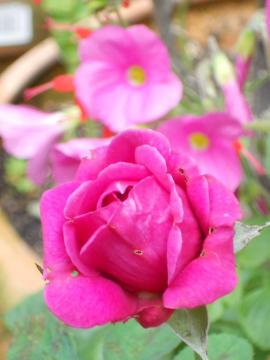 �E�B���A���V�F�[�N�X�s�A2000