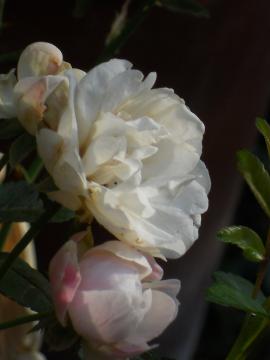 �}���R�Y�V�X�^�[