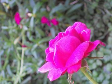 �E�B���A���V�F�[�N�X�s�A2000