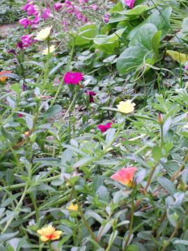 �}�C�K�[�f���̏���