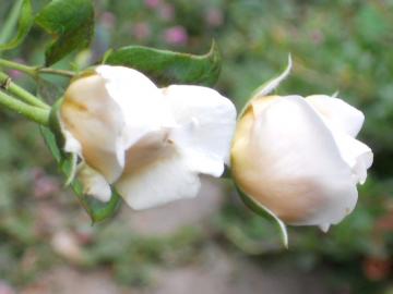 �w���e�[�W�̂ڂ�