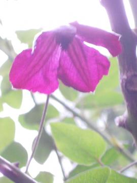 �N���}�`�X