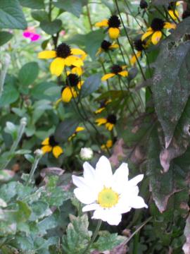 �X�v���[�e