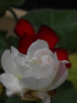 �}���R�Y�V�X�^�[