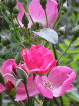 �A���W�F��