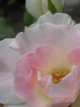 �J�������̃}�`���_