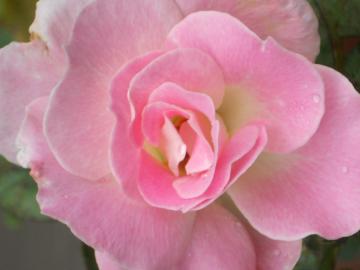 �}�`���_�̎p