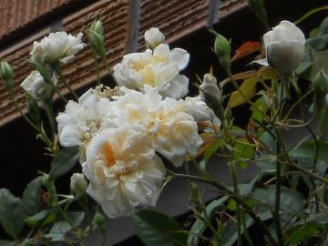 �X�e���O���C