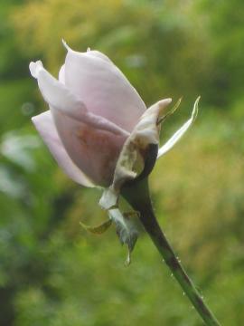 �u���[���[���̂ڂ�