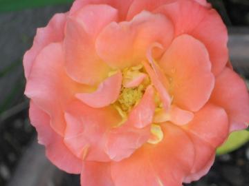 �J���������t���[�g