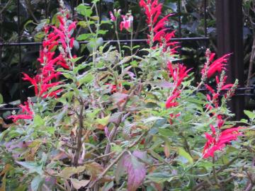 �p�C�i�b�v���Z�[�W