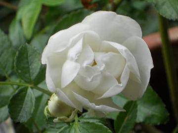 �V���l�[�v�����Z�X