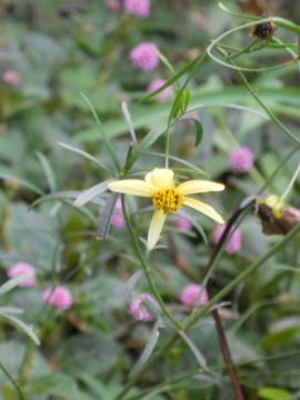 �����ȃX�v���[�e