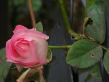 �X�g���x���[�A�C�X