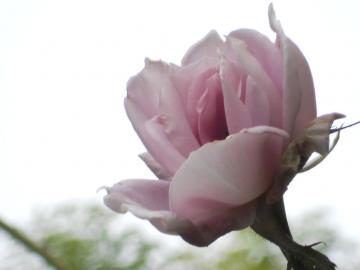 �u���[���[��