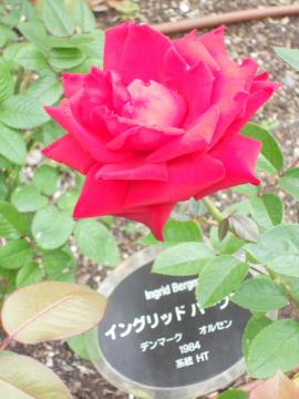 �C���O���b�h�o�[�O�}��